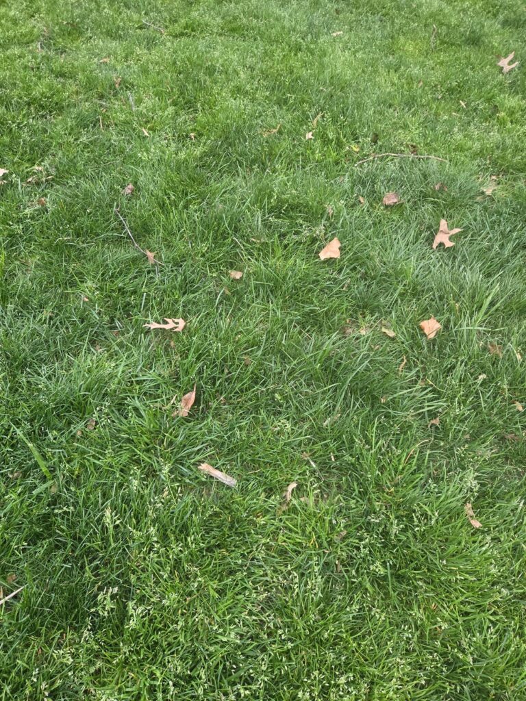 Over seeded in fall and this is what it looks like now in north carolina