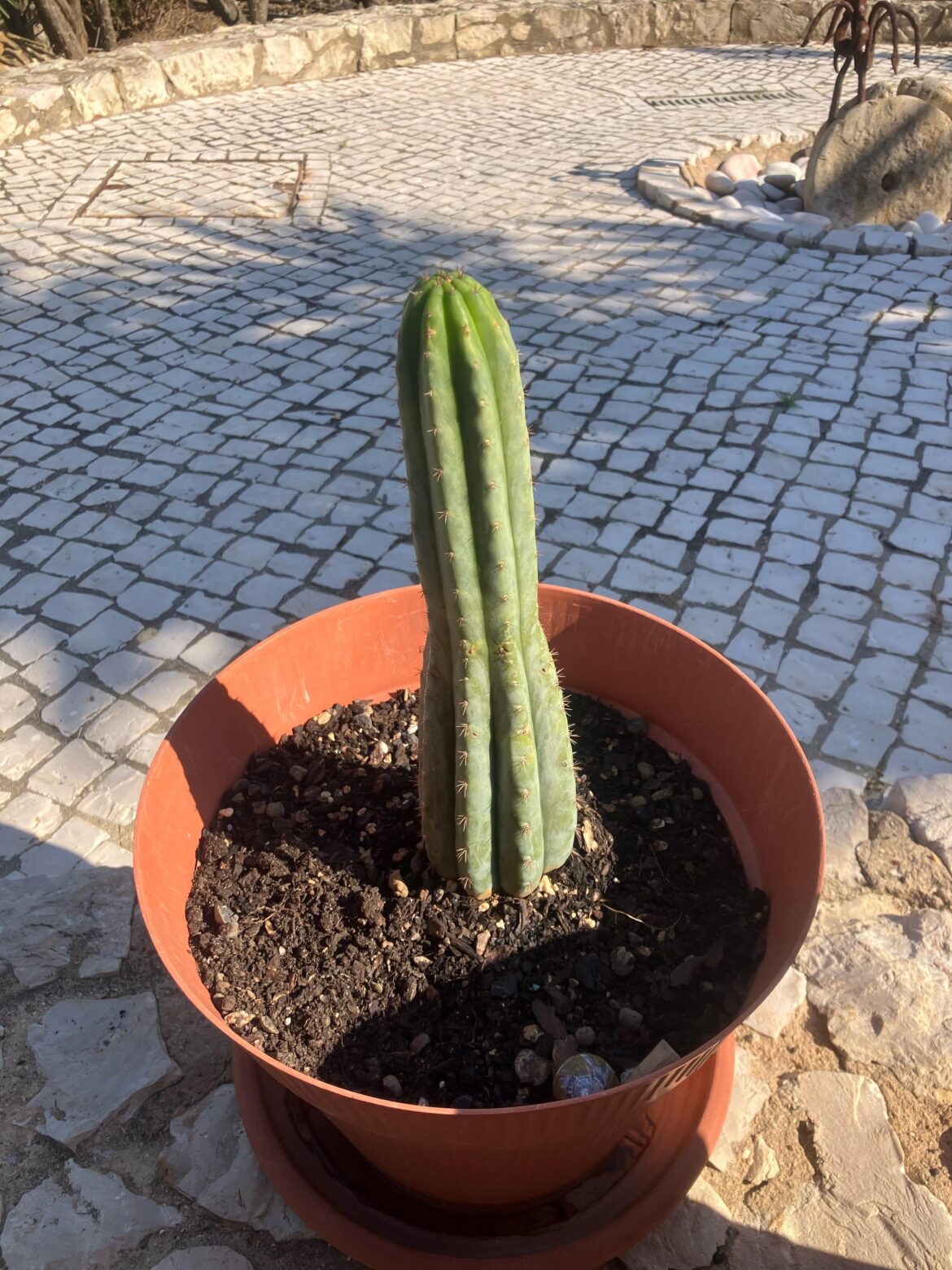 Should I cut the tip? Should I cut the tip?