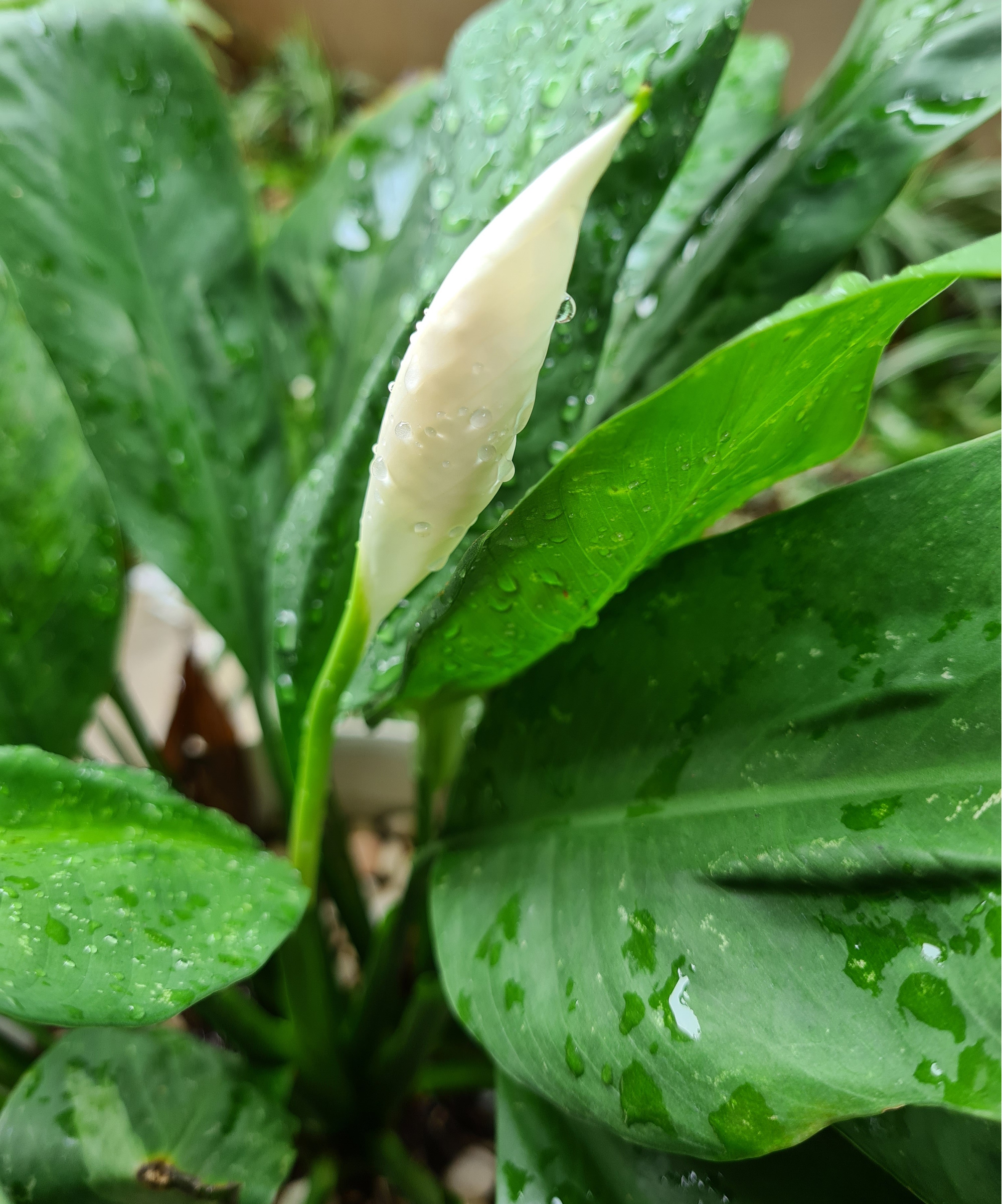 Water on a peace lily