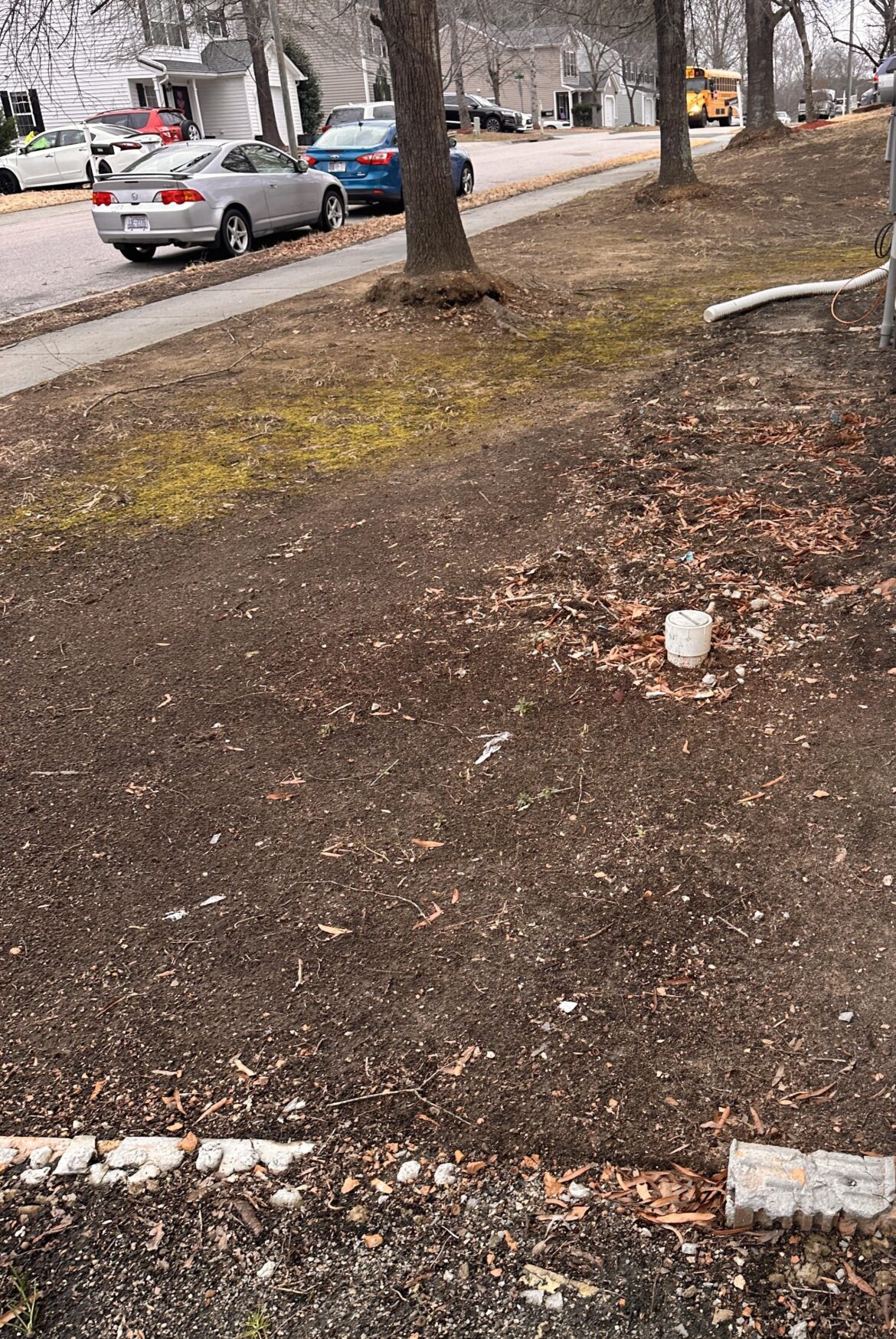 Advice for shady dirt area under trees (drainage + moss problem)