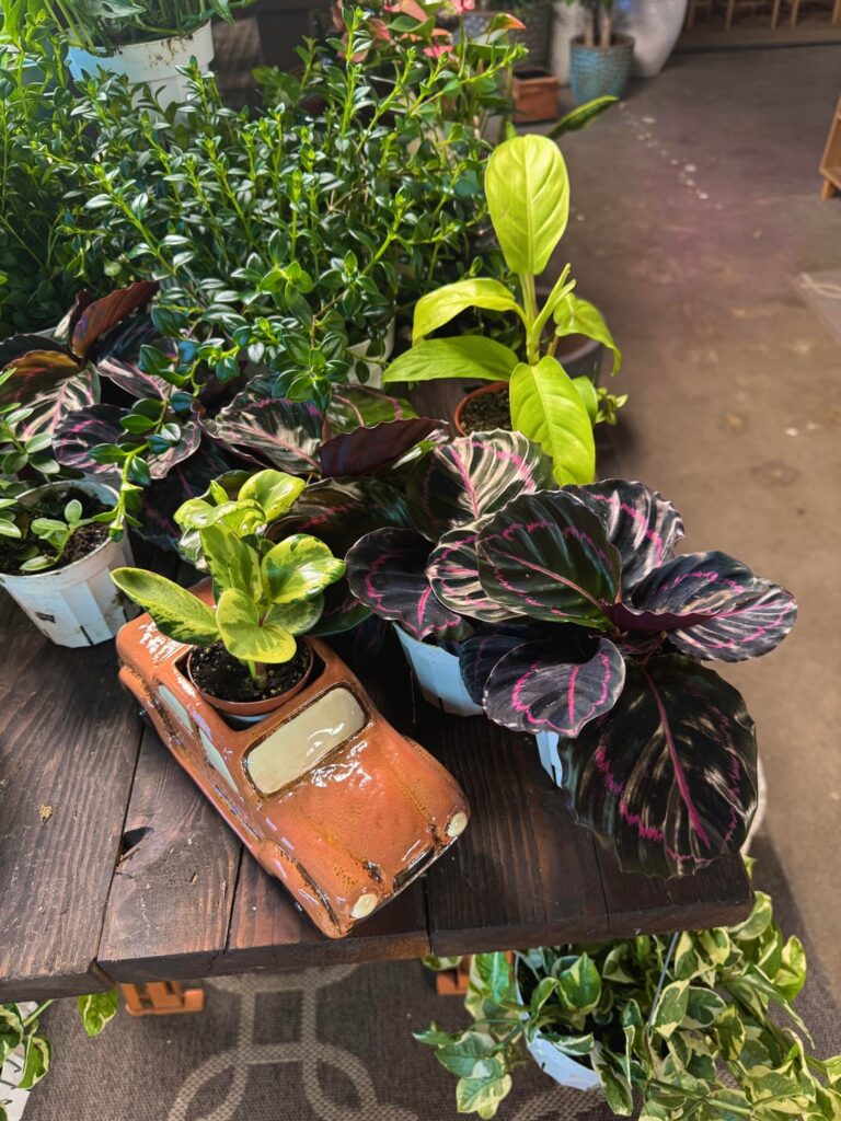 Random Favorites ✨🌱🪴