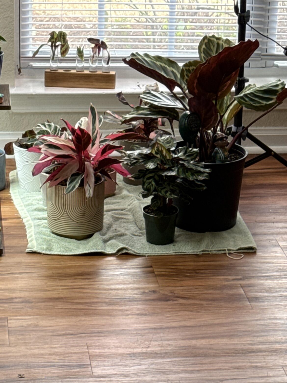General care question