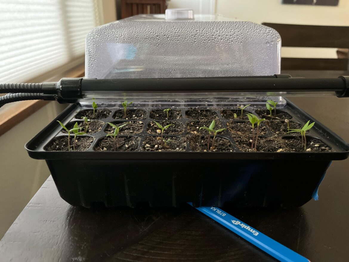 Should I pluck the doubles now?