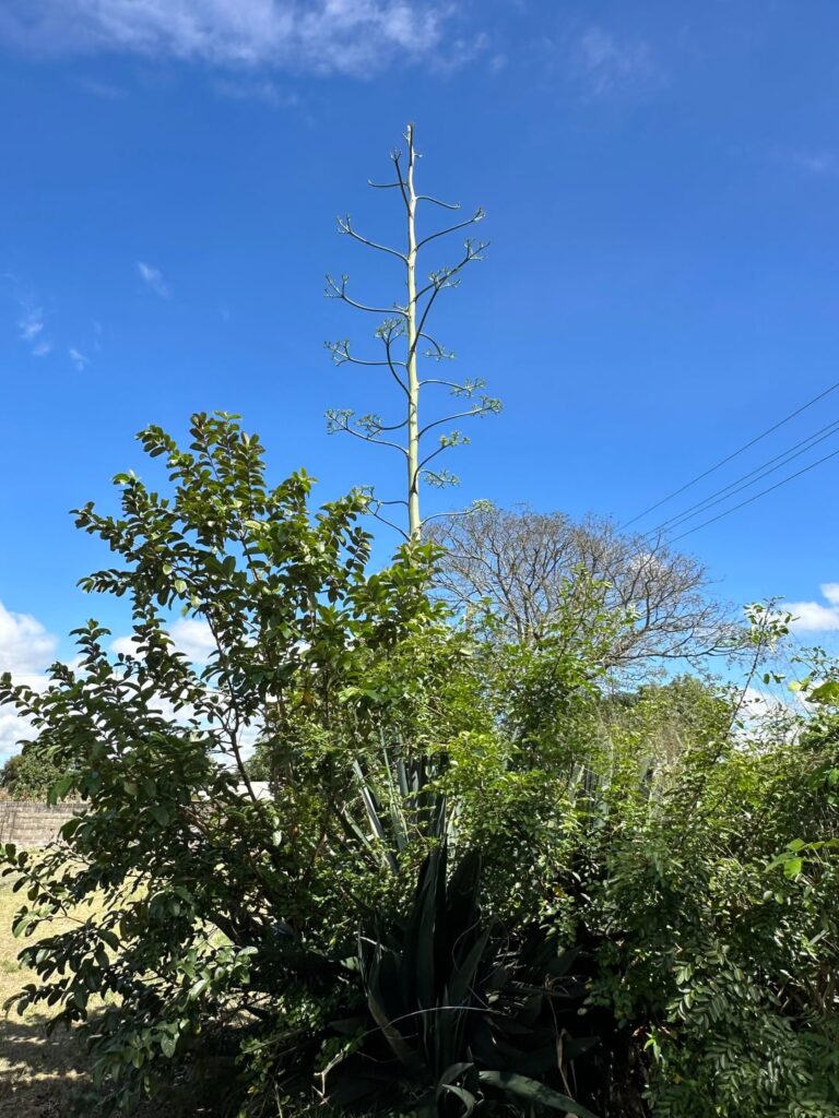 Agave Americana Death Bloom