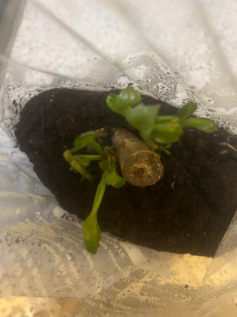 planted 60 dahlias after never growing them before using the sandwich bag method- are these healthy?