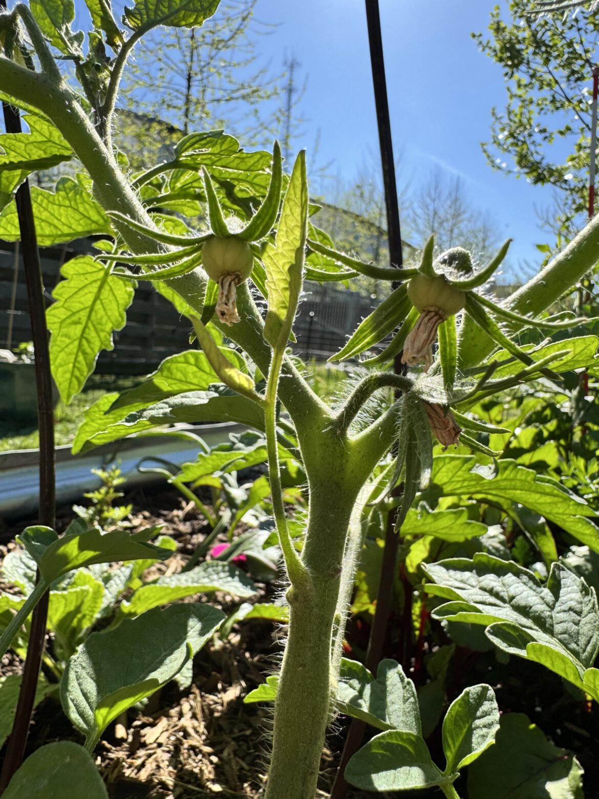 First tomatoes ever.