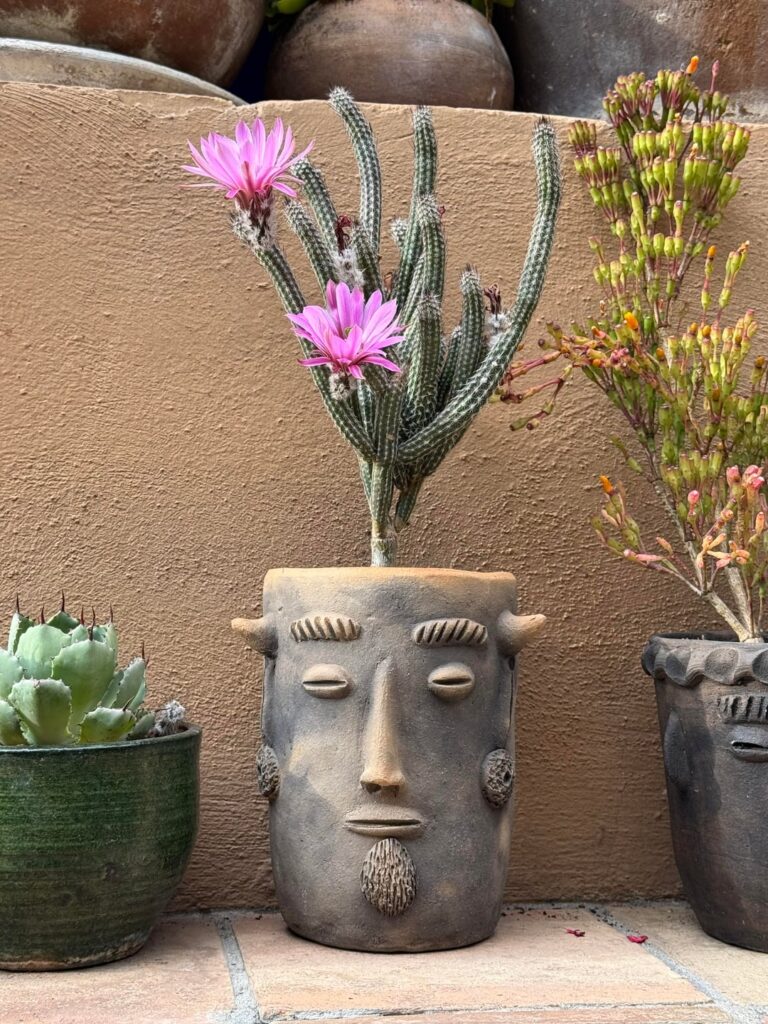 New blossoms this week!