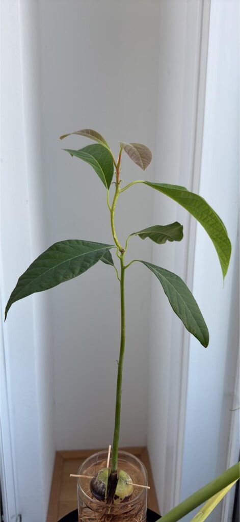 Avocado pruning advice