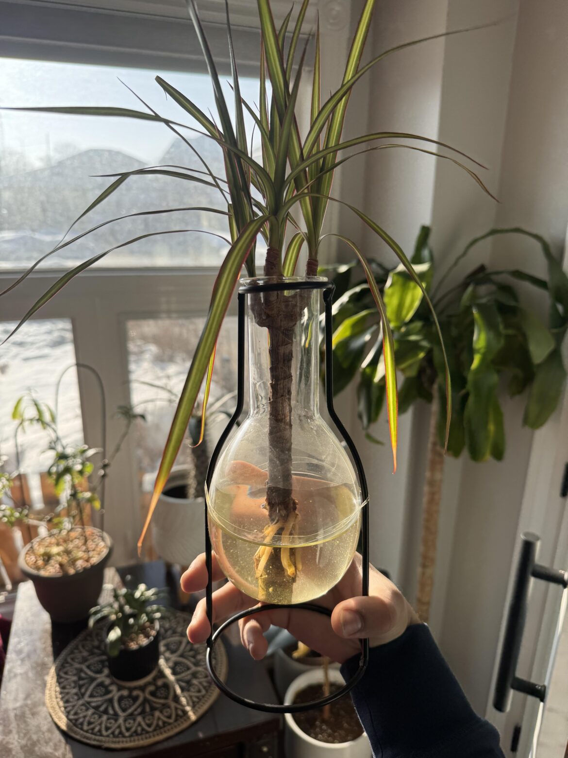 Hellooo can I keep this in water or will I have to put in soil and if so when