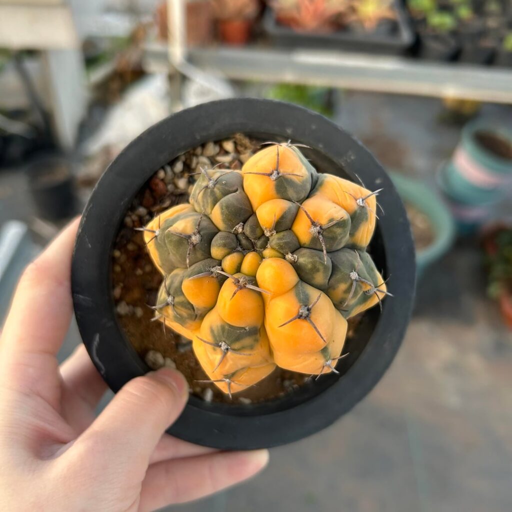 Could someone help me identify the Latin name for this one?
