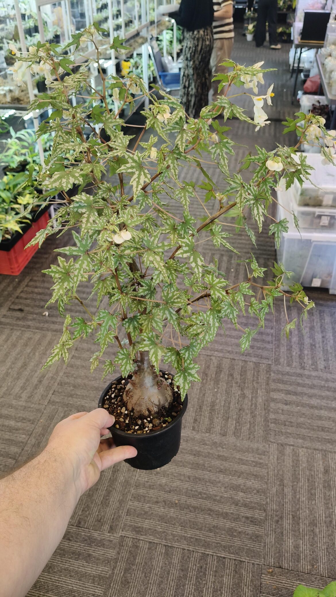 Begonia dregei mix I grew from seed. About 15 months old, in a 6 inch pot.