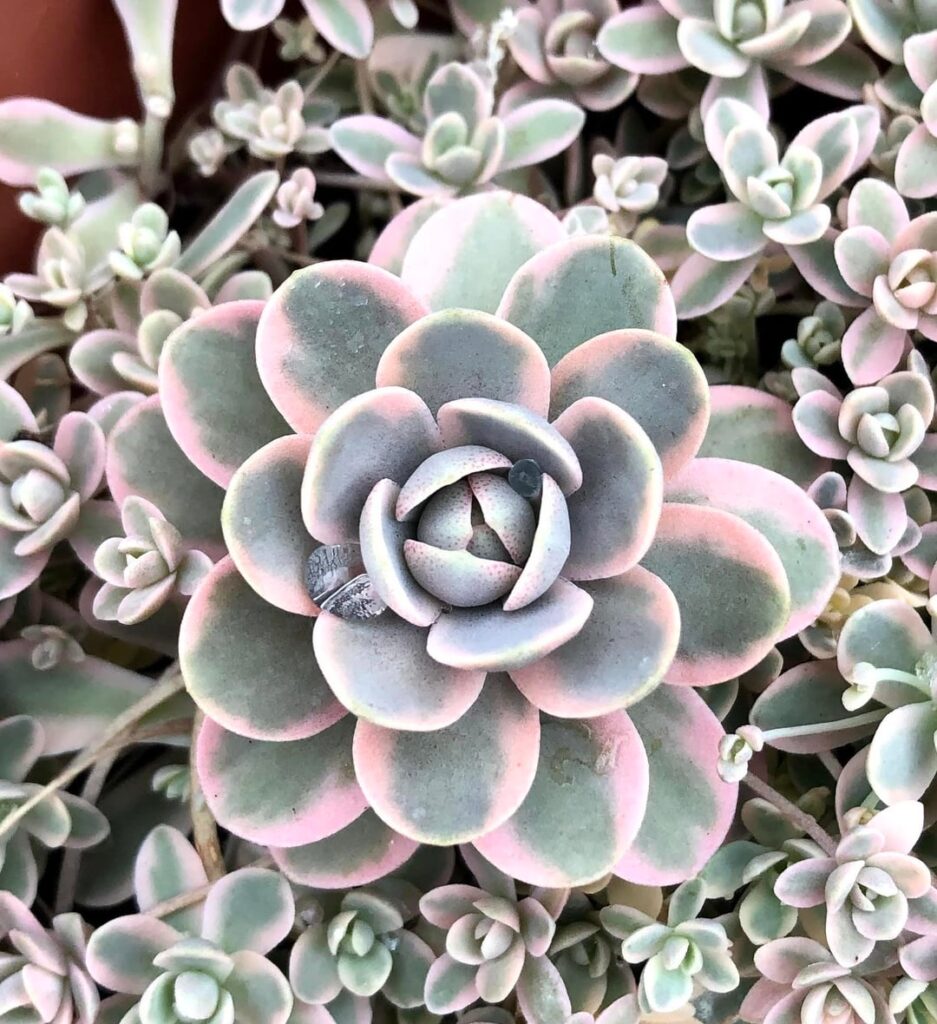 Orostachys ‘Kyoka’ – A defined, stable variegated lineage from Japan (~80–90% inheritance)