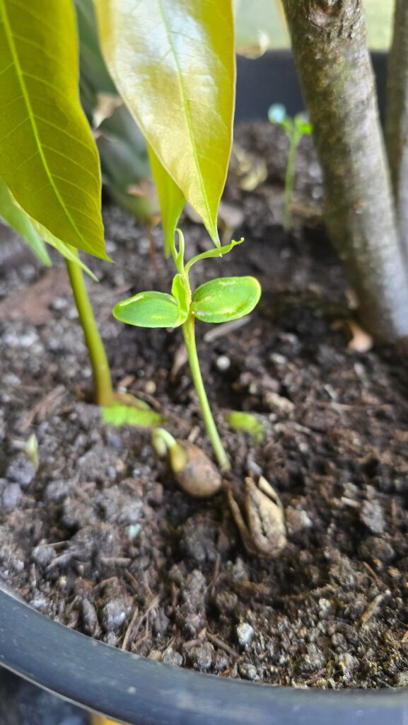 What is this seedling?
