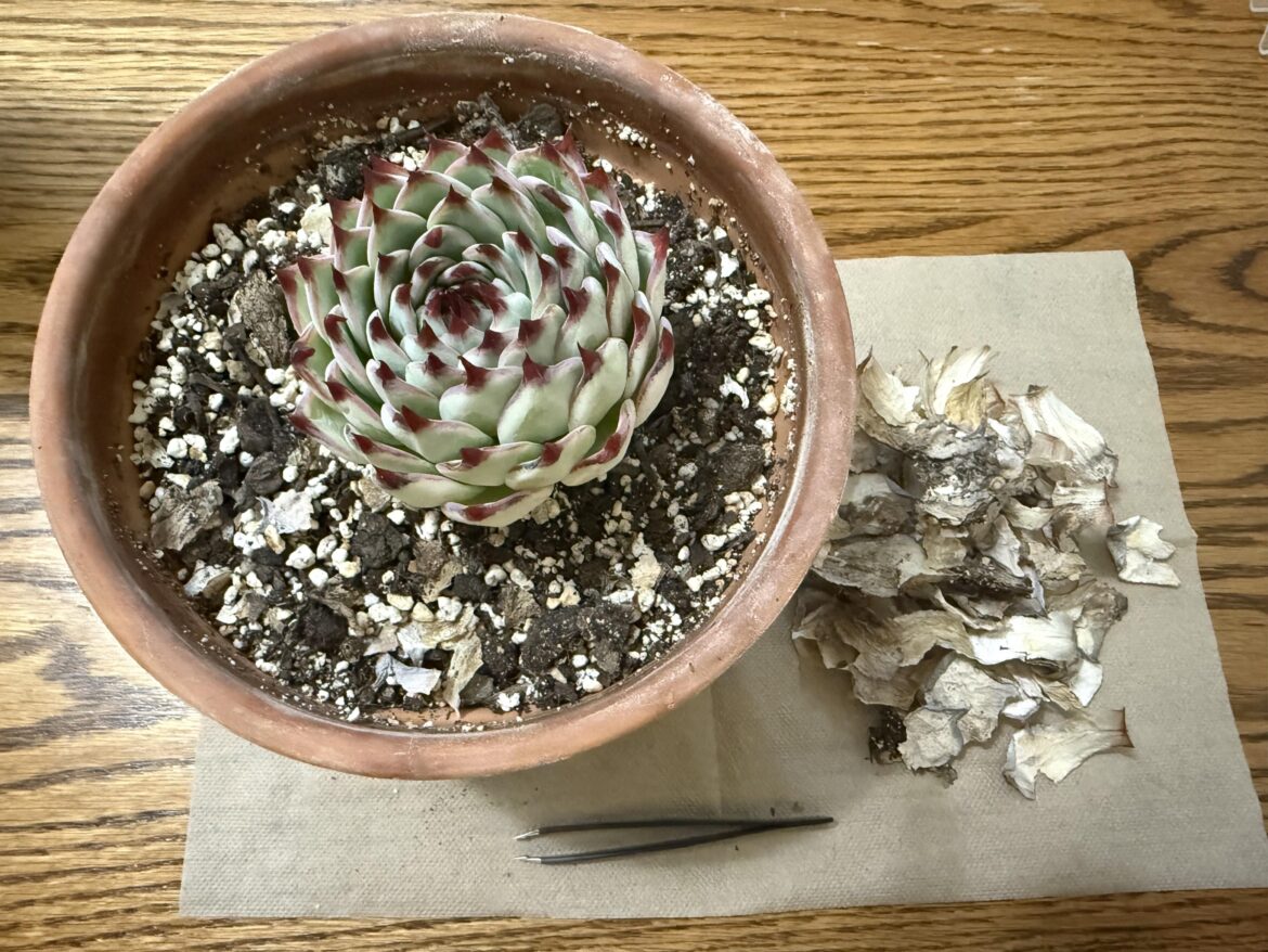 Simple succulent joys Simple succulent joys