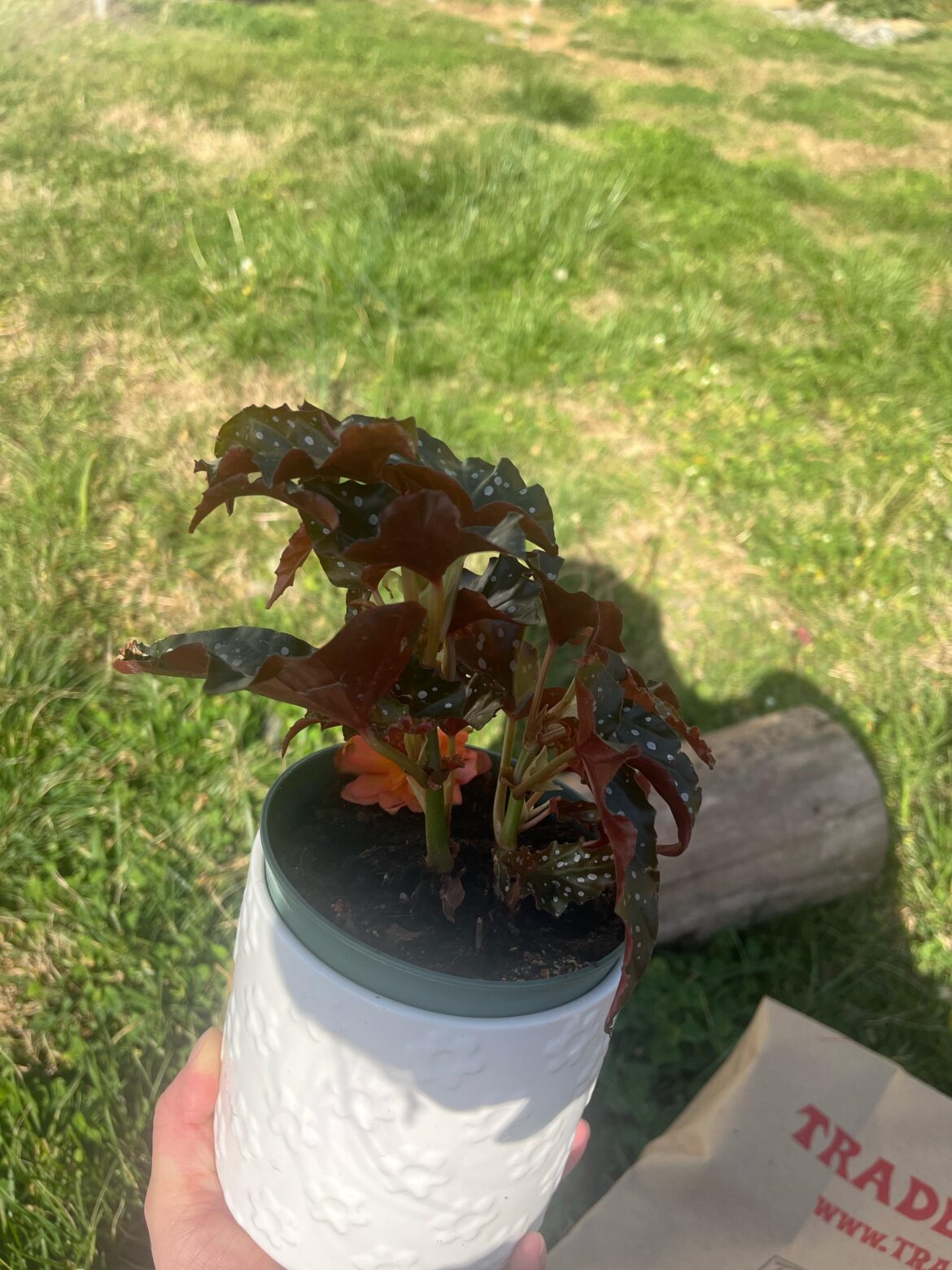 Should i separate these or can they live in the same pot? Should i separate these or can they live in the same pot?