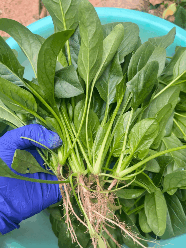 My spinach is thriving! There’s nothing like the taste of homegrown greens