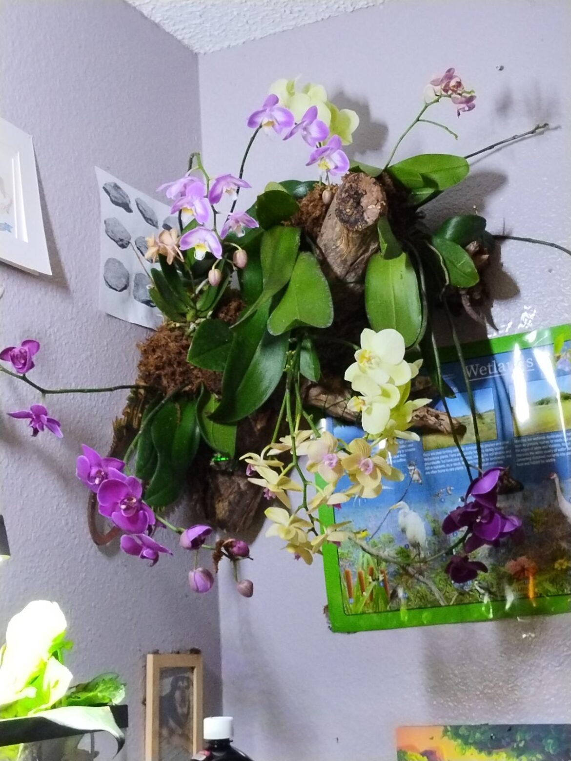 Orchid setup