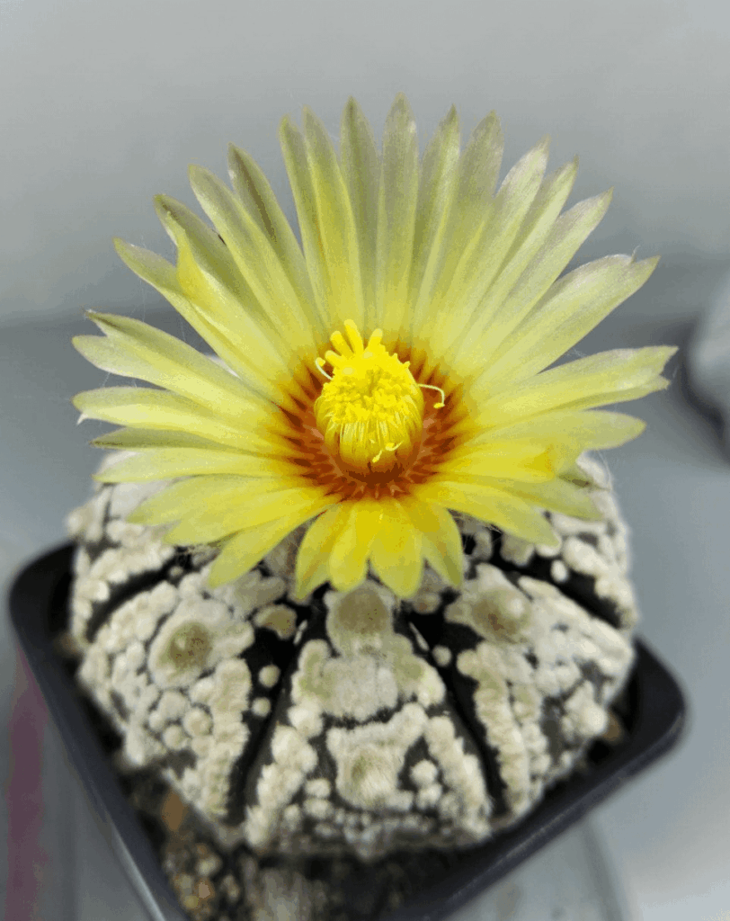 Astrophytum Asterias cv. Super Kabuto
