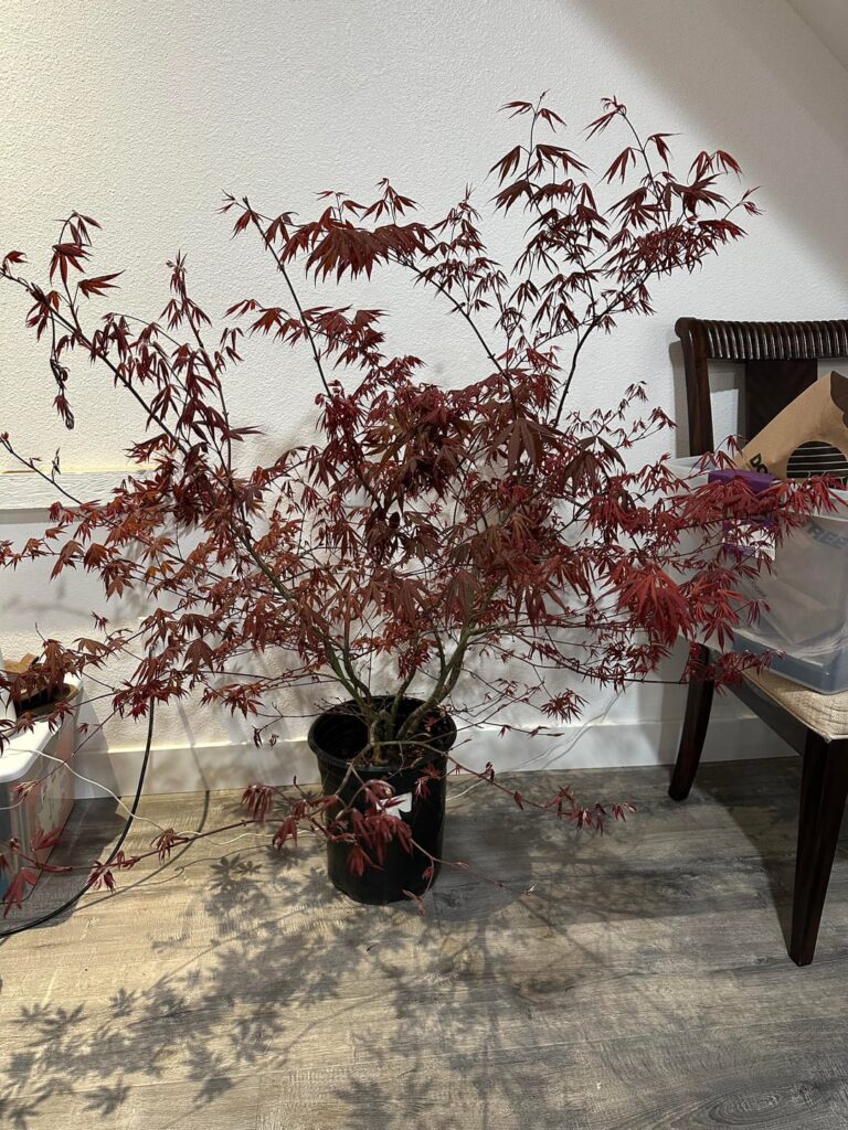 New pick up off fb marketplace