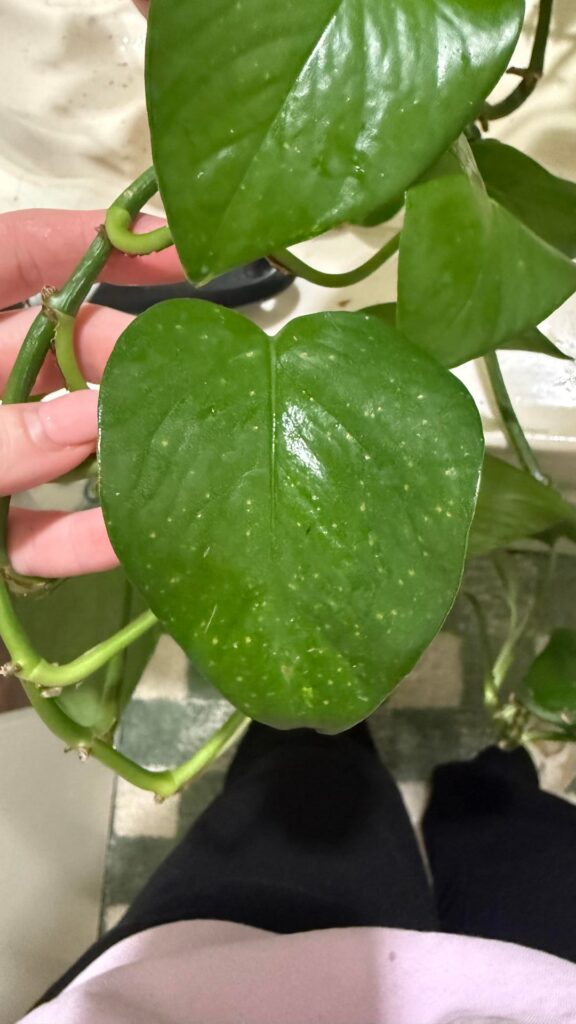 What is wrong with my pothos?