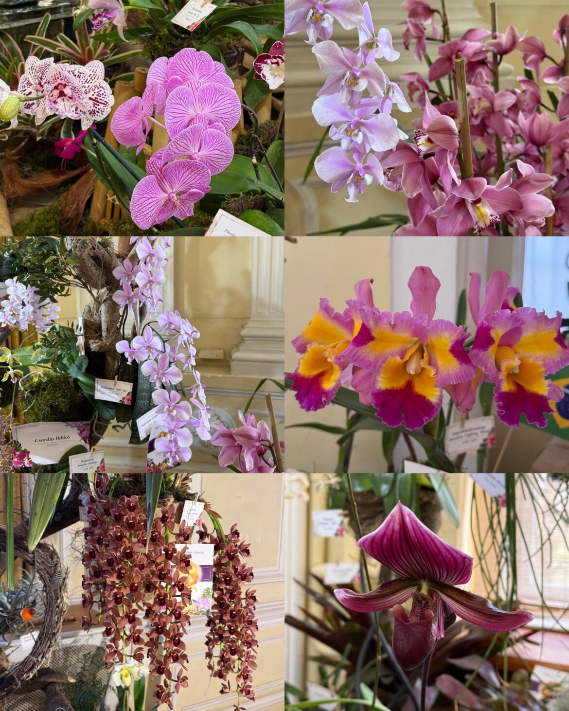 Orchid Exhibition in Budapest 🌸
