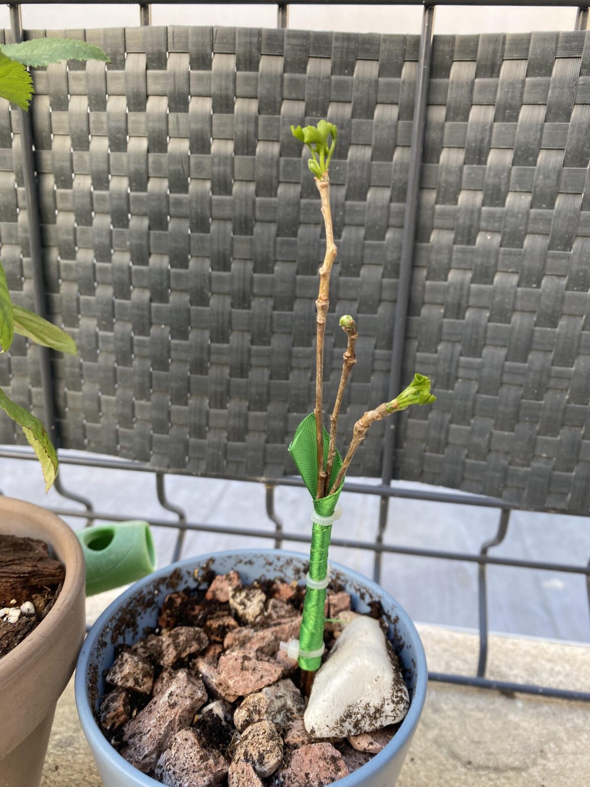 Fusing Ginko saplings