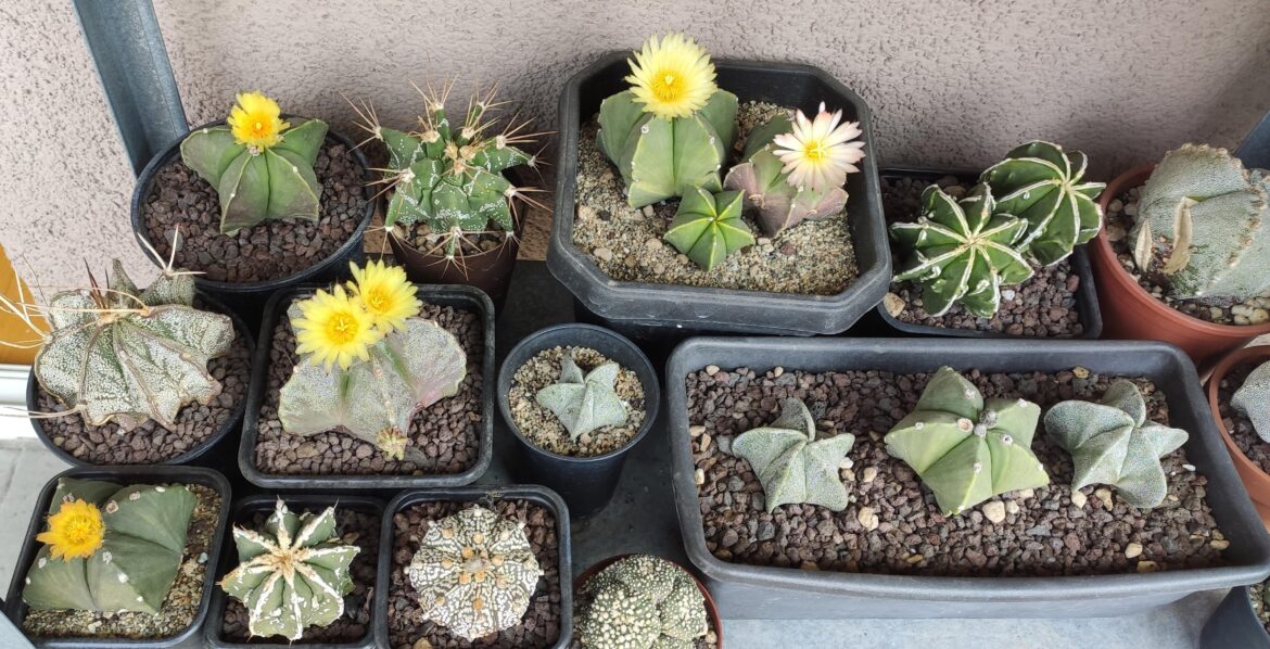 My beauties are getting rust