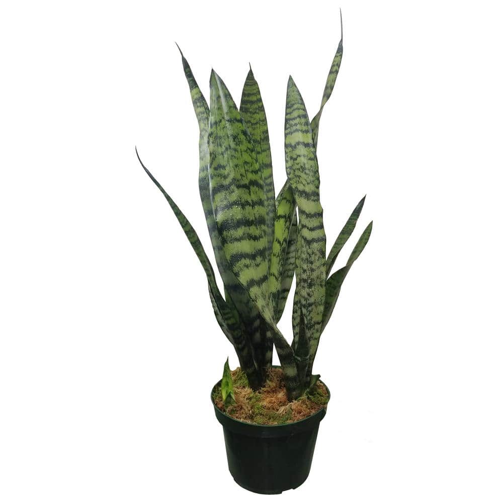 37 Low-Light Houseplants That THRIVE in Darkness
