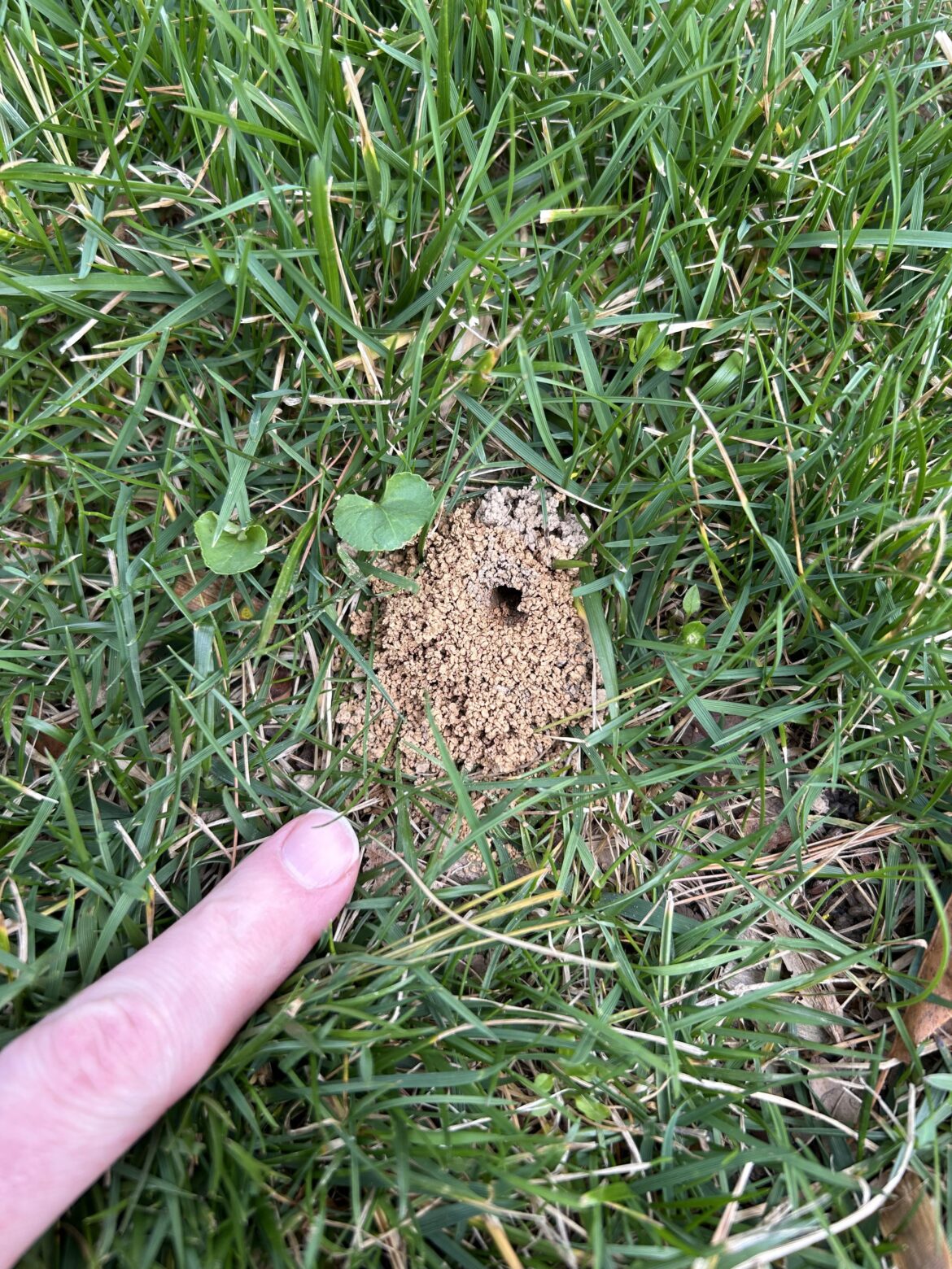 Dirt mounds popping up