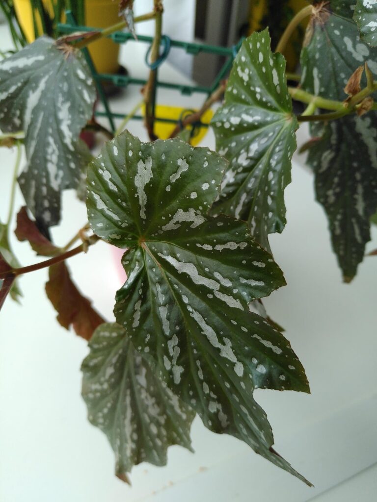 Do you think this is a Begonia Sophie Cecile? Do you think this is a Begonia Sophie Cecile?
