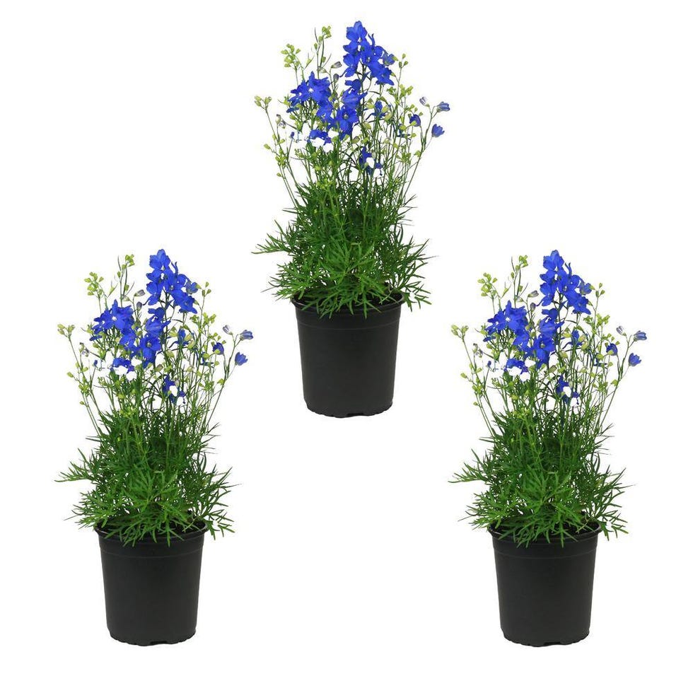 <p>Blue Delphinium (3-Pack)</p>