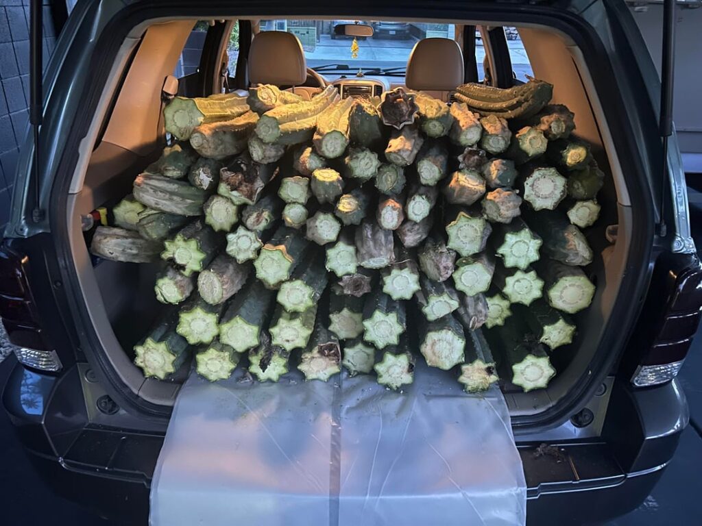Anyone need root stalk?