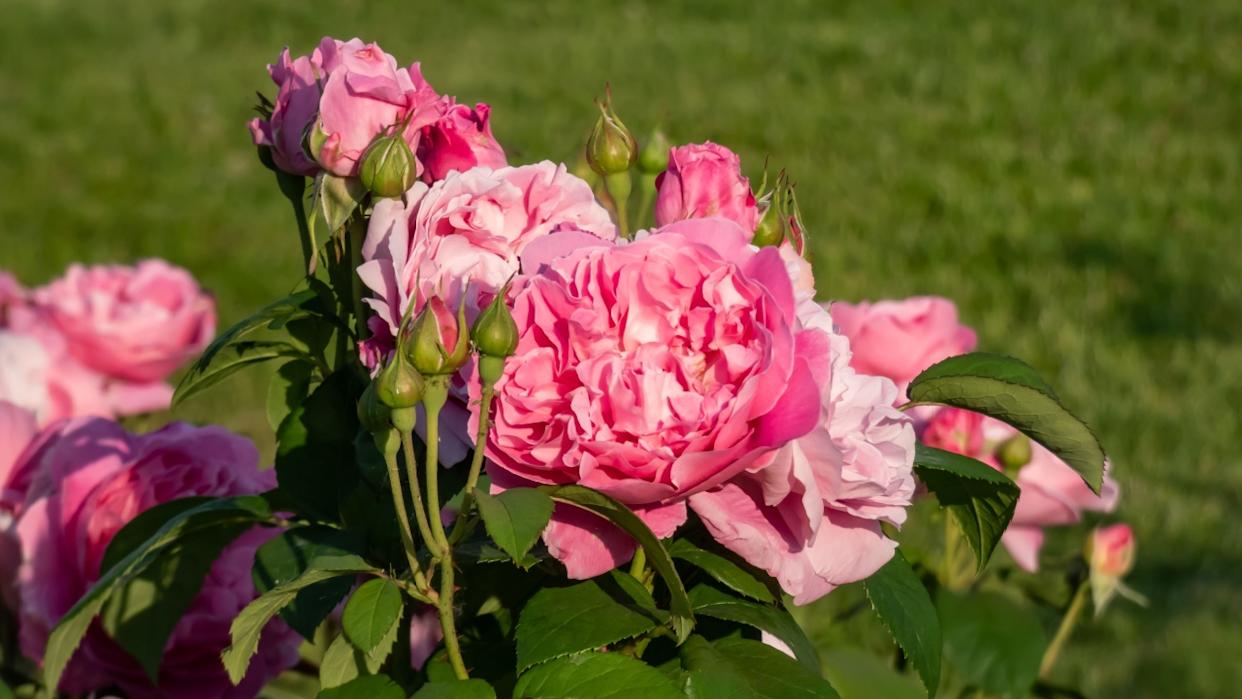 'Gertrude Jekyll' English Shrub Rose Bred By David Austin blooming with perfect scrolled buds that open to large, rosette-shaped flowers of bright glowing pink in bright sunlight in garden