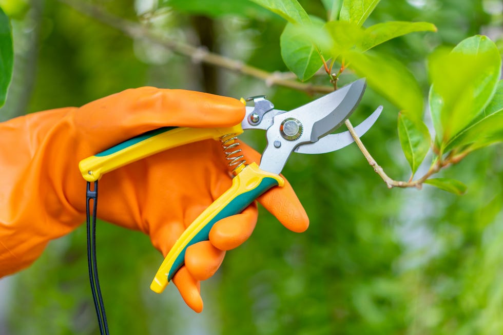 A hand pruning trees with pruning shears. A hand pruning trees with pruning shears.