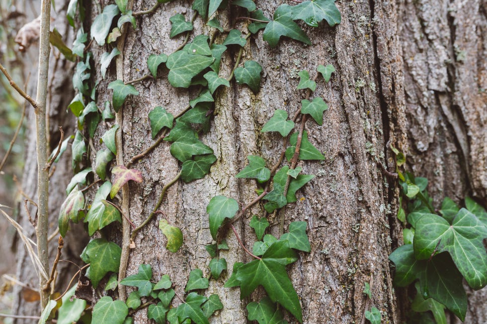 why you should never plant english ivy