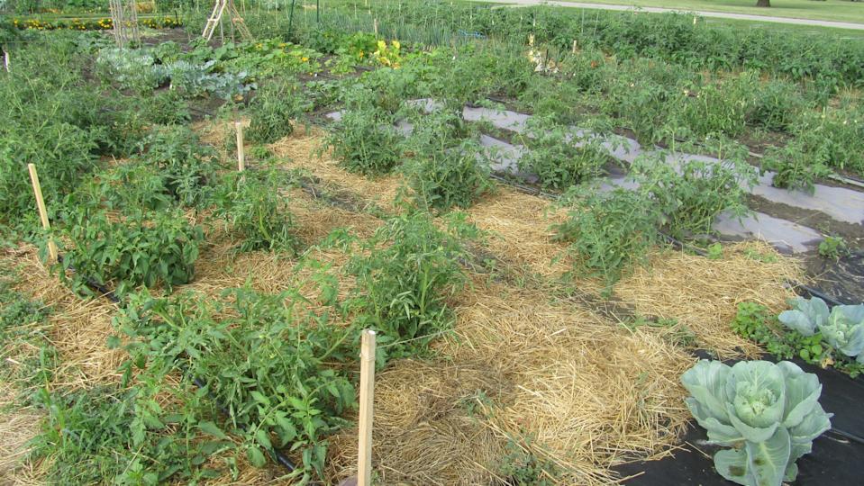 Some community gardeners use various mulches to control weeds and preserve soil moisture.