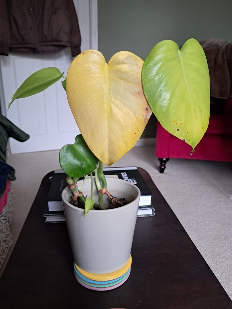 Advice please