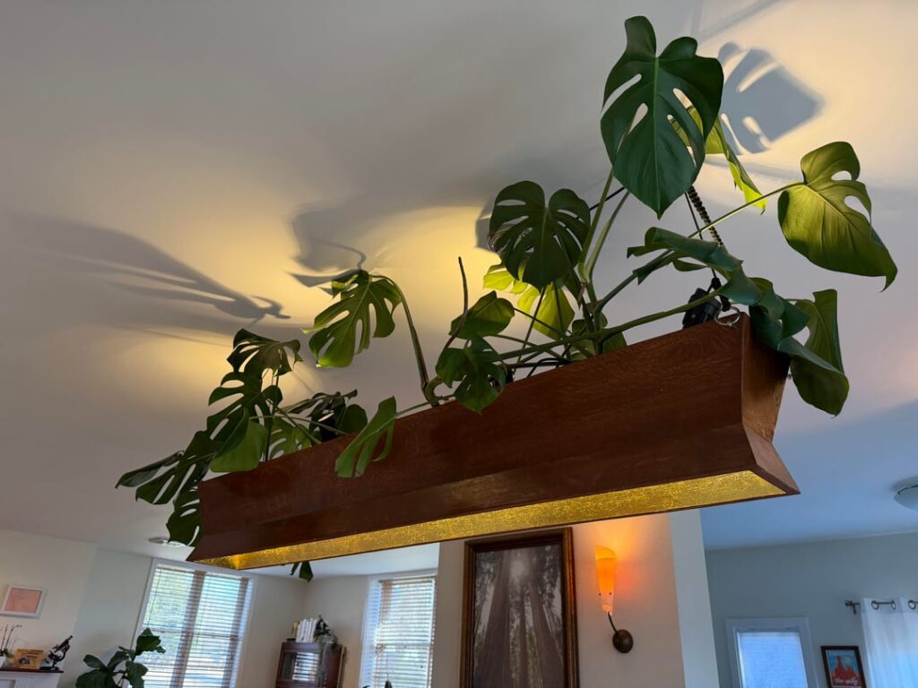 Made a new home for my monstera