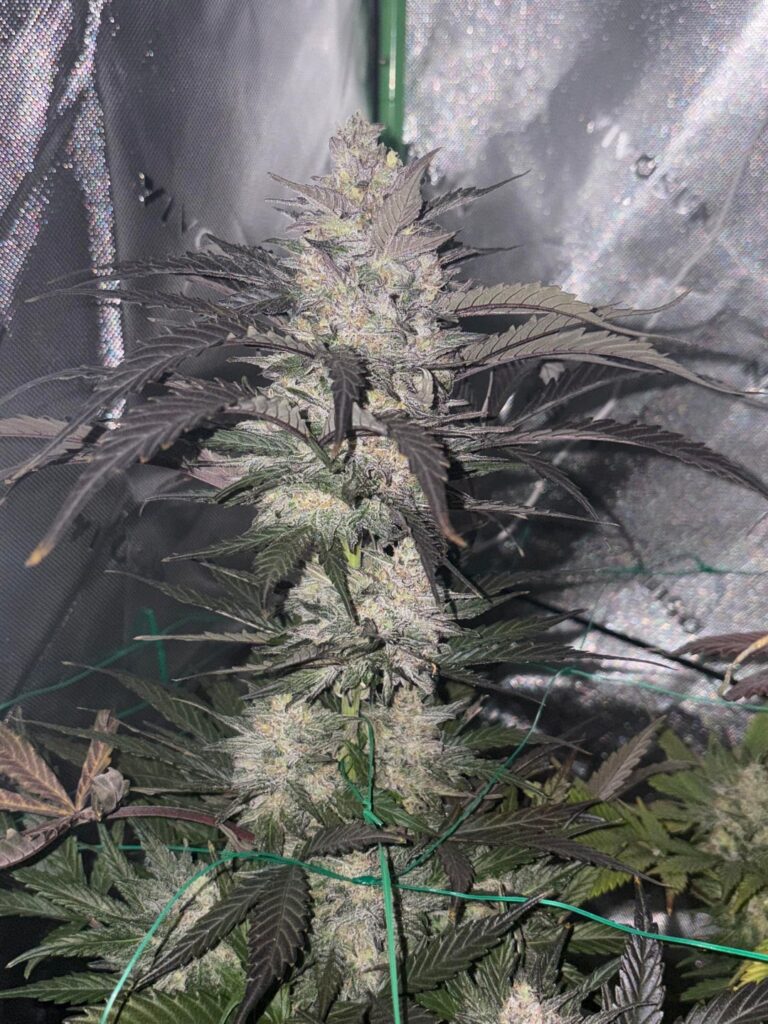 Purple pheno OG Cheese x white widow