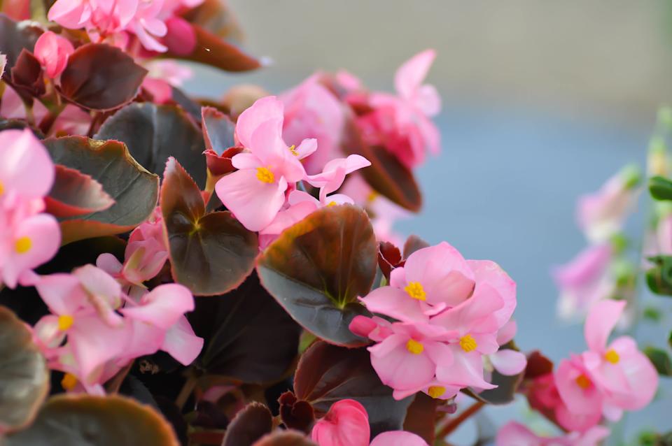 Close-up of pink wax begonia flowers with brownish-green leaves