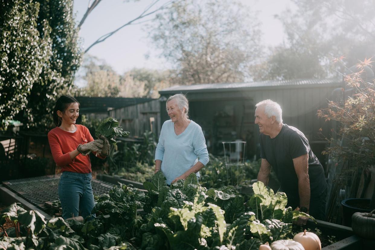 granparents and granddaughter gardening together