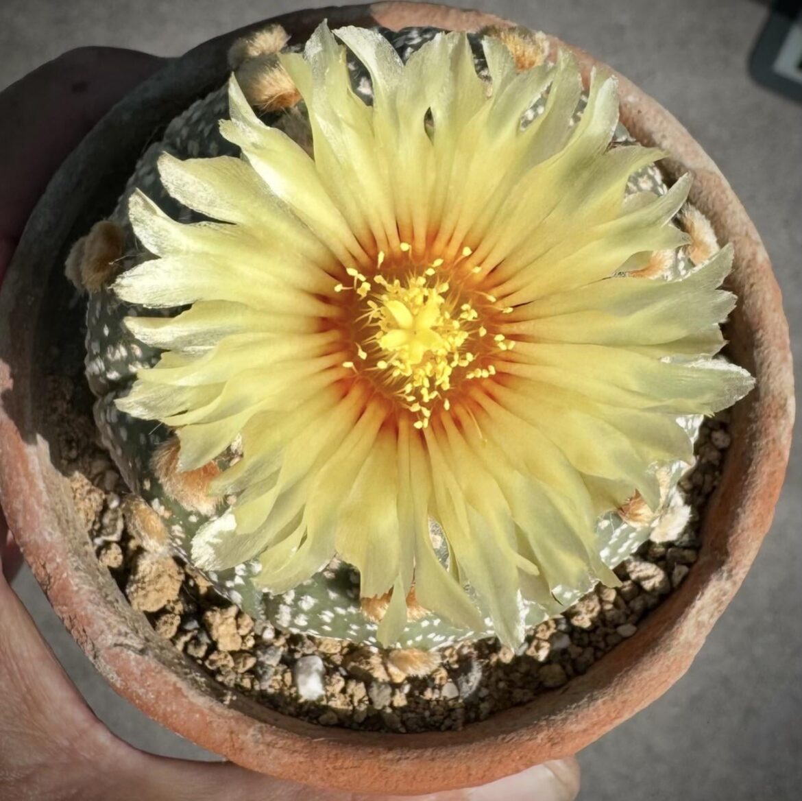 AstroPorn-Astrophytum asterias