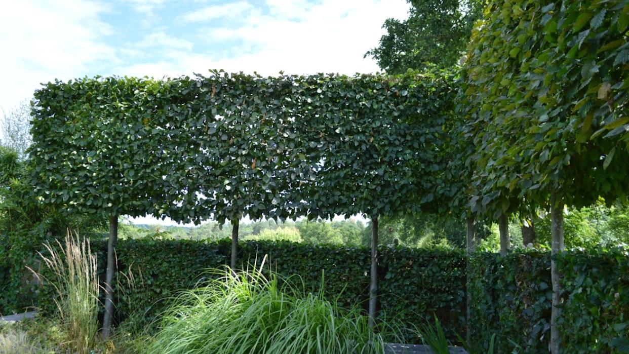 August 9th 2015. Pleached Hornbeam hedge seen in a display garden at RHS Wisley.