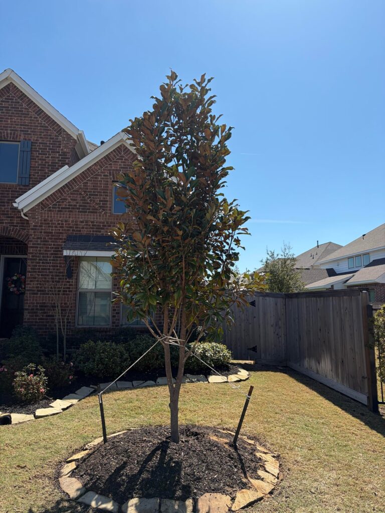 Had a new magnolia planted that is different than the one I was shown online. Will this trunk be a problem?