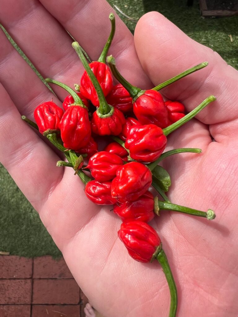 Why are my Carolina Reapers coming out so small?! Why are my Carolina Reapers coming out so small?!