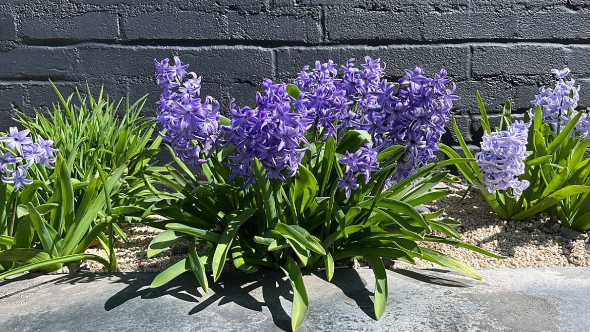 Spring is around the corner. When to plant your tomatoes in Reno