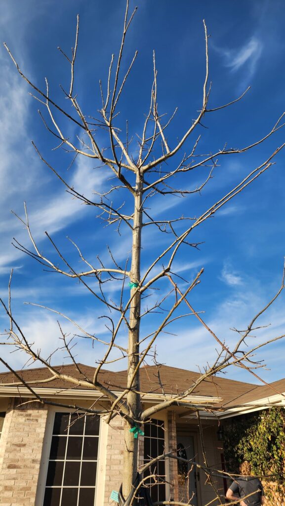 How badly did I choose the wrong tree? Barely noticed it didn't actually have a single leader anymore since it seems to have been cut on purpose.  (Also multiple broken main branches from delivery I think)