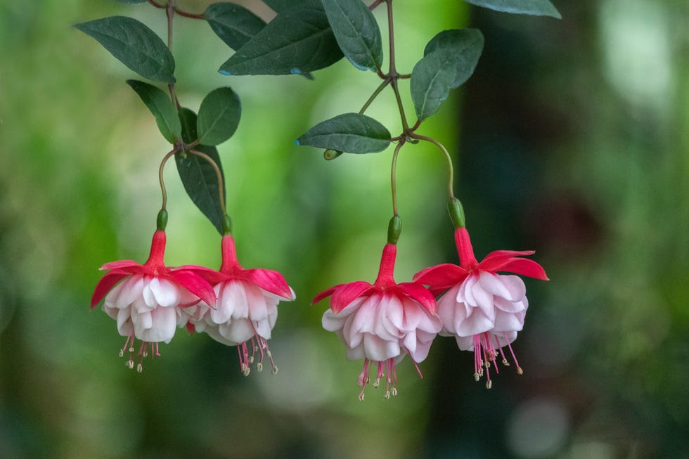 front door shade flower fuchsia
