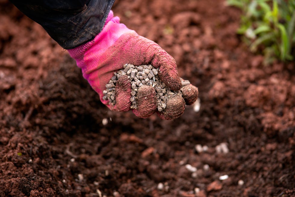 gardener adding chicken manure pellets to soil ground for planting in garden. gardener adding chicken manure pellets to soil ground for planting in garden.