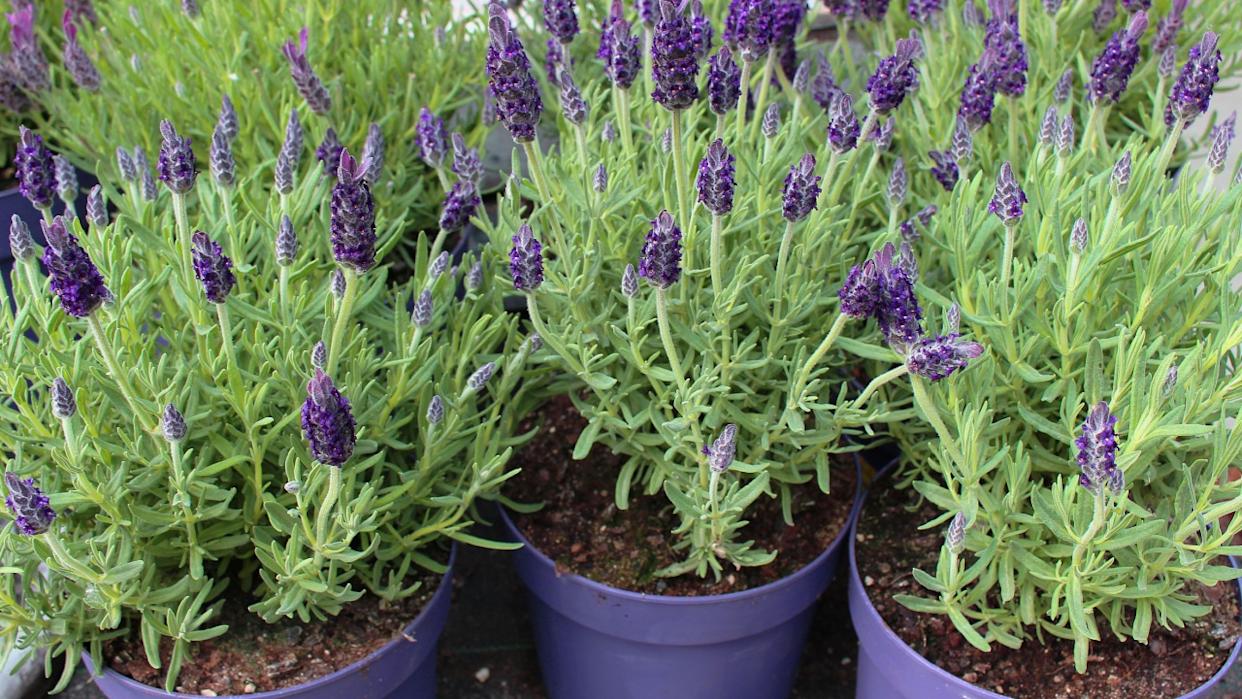 Plants of lavender in violet flower pots at a florist´s